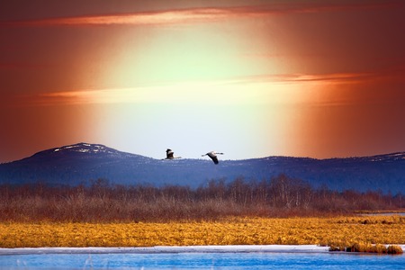 Northern landscape. Couple of cranes over spring lake and tundra. Art styleの写真素材