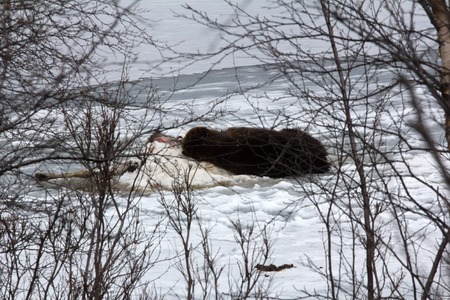 Unique picture. Brown bear awoke from hibernation, then killed young elk on lake ice, part ate and sleeping on carcass as pillow-predator guarding his killの写真素材