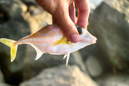 Fishing in India. This triggerfish caught on clam meat, picked up on beach. Kerala and Goaの写真素材
