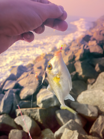 Fishing in India. This triggerfish caught on clam meat, picked up on beach. Kerala and Goa