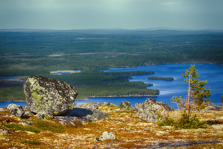 Light-coniferous taiga (predominance of Lapland pine, Pinus friesiana), boreal forest in Scandinavia. Misty spring morning in may, forest-lake landscapeの写真素材