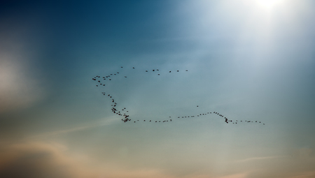 Joyous time of spring. Birds arrive from mysterious far-off lands (paradise, heaven). Flocks of birds (skein) on background of dawn sky. Bird migration, dispersal movements, migrating populationsの写真素材