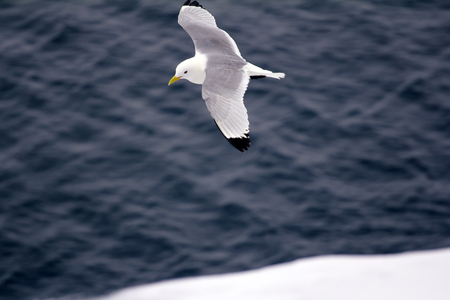 Kittiwakes (Rissa tridactyla) are one of the few bird species that fly to the North pole in summer. Flying adult bird over multi-year ice of 88 degrees North longitudeの写真素材