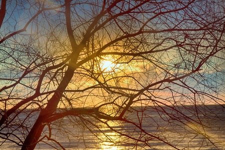 Winter sunset. Sunset over lake through bare crowns of trees.の写真素材