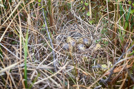 Eggs of different species of birds. Guide. European snipe nest in sedge swamp. Such nest only be detected accidentally because careful bird and cryptic coloration of eggsの写真素材