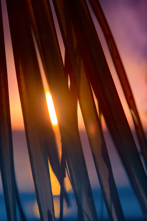 Idyllic beach holidays in hot countries. Warm sea, tropical sunset and carved palm leaves. It makes our stay pleasant oneの写真素材