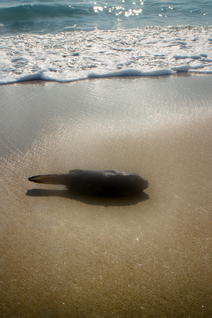 Wonderful beaches on coast of Arabian sea (Goa and Kerala) where you can collect crabs, fish and seashells. Fish - triggerfishの写真素材