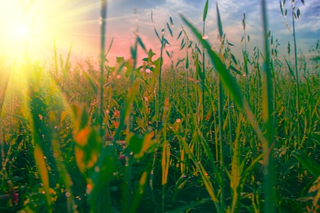 North field of oats in early morning hours, sun dries dewの写真素材