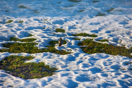 Why, it's spring! First birds came and fed on thawed patches. Indian redstart (Phoenicurus ochruros)の写真素材