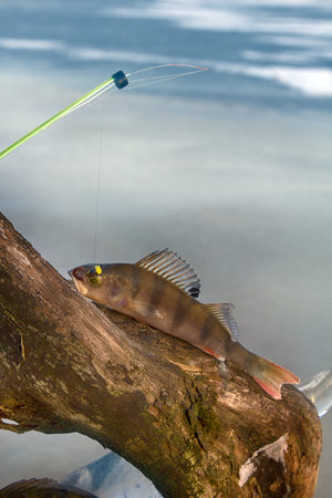 active rest fishing for perch in winter from ice. Composition of catch on frozen water backgroundの写真素材
