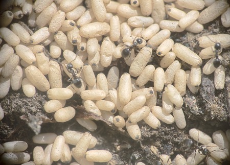 ground ants frantically carry eggs in dug-up burrowsの写真素材