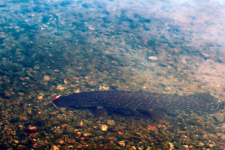 pike from the lake fishing on baitの写真素材