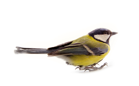 Great tit (Parus major) male in profile. Amazing variety and brightness of color such familiar birds. Feeding birds in winter. Isolated on white backgroundの写真素材