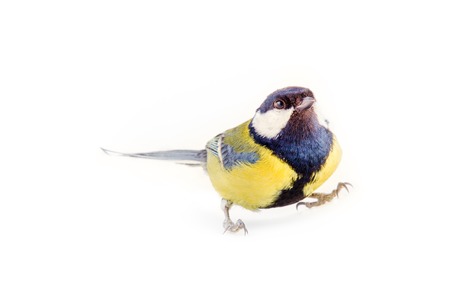 Great tit (Parus major) male in half a turn. Amazing variety and brightness of color such familiar birds. Step of optimist, Isolated on white backgroundの写真素材