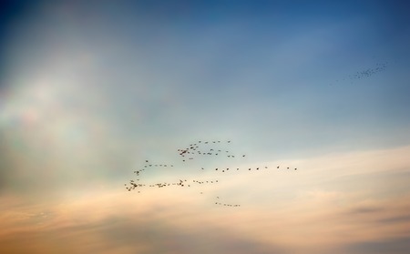 Joyous time of spring. Birds arrive from mysterious far-off lands (paradise, heaven). Flocks of birds (skein) on background of dawn sky. Bird migration, dispersal movements, migrating populationsの写真素材