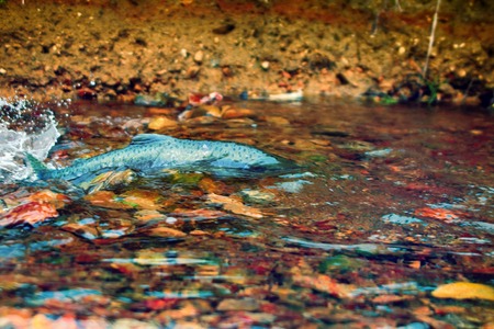 when the salmon are running - humpback salmon (Oncorhunchus gorbusha, females) in the shallow of watercourse - life force, vital force, vital energyの写真素材