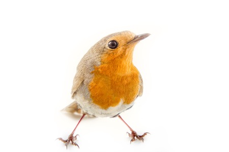 Robin (redbreast, Erithacus rubecula) is earliest and latest singing bird. Sings at dusk. Side view. Isolated on white backgroundの写真素材