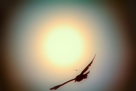 Romantic picture, art of flight. Seagull against sky with sun in haze. Bird of dreams concept, luck, chance, high-flier. Jonathan Livingston Seagull (Richard Bach)の写真素材
