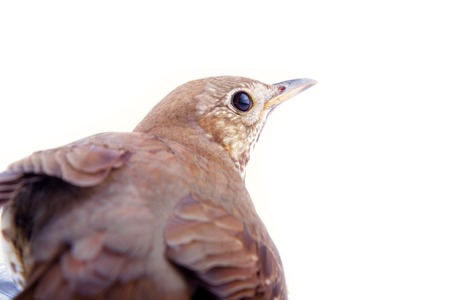 mavis, Turdus philomelos, closeup portrait, songbirds, woodland choir. Back in half a turn. Isolated on white backgroundの写真素材