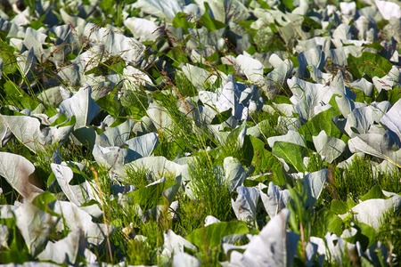Mosaic white leaf os Coltsfoot and Horsetail in grid of cereals, swaying in wind. Garden designの写真素材
