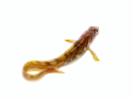 fish wriggles on a white background. very attractive animal in different poses