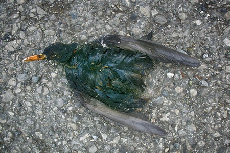 Mummified corpse sticking out of ground. Dead animals disposed of in nature very quickly. Corpse of Starling on side of roadの写真素材