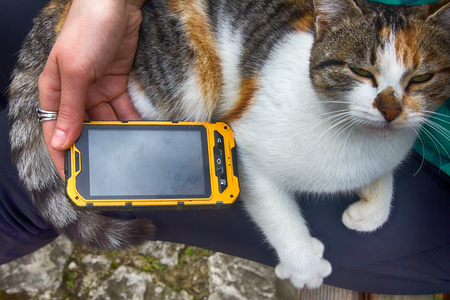 Girl playing on smartphone song for his beloved cat - cat purrs in responseの写真素材