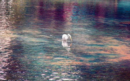 Great white egret (American egret, Egretta alba)hunting for small fish in a mountain pond with clear water. Bill as throwing spear, bird kills fish with lightning speed. Beautiful glare and reflectionsの写真素材