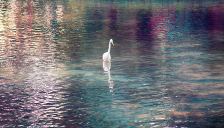 Great white egret (American egret, Egretta alba)hunting for small fish in a mountain pond with clear water. Bill as throwing spear, bird kills fish with lightning speed. Beautiful glare and reflectionsの写真素材