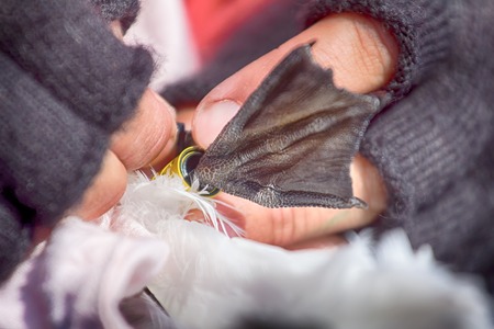 Science. Field research and methods of bird marking. Ornithologist ringed kittiwake, attaches to leg colar JPS-logger (geolocator). Study of migratory and wintering birds, instrumental methods of examの写真素材