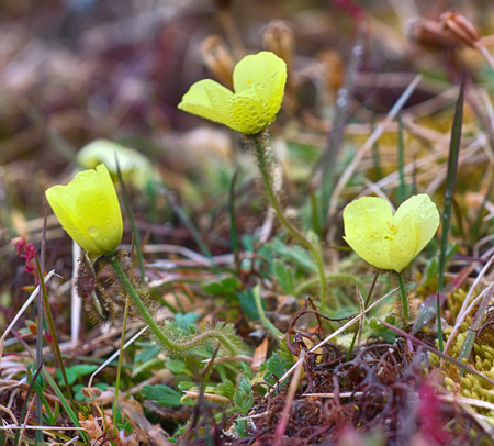 World's northernmost flower. Only original flowers grow near North pole, arctic ecosystems, cold resistance. Franz Joseph Landの写真素材