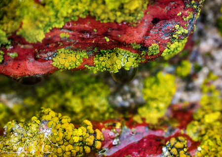 background, macro. Surface of stone, lichens and water dropsの写真素材