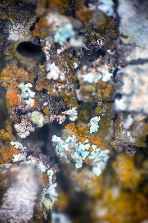background, macro. Surface of stone, lichens and water dropsの写真素材