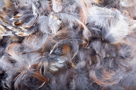background from feathers of birds close upの写真素材