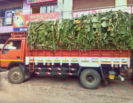 India, Kerala - 8 Jan 2016: Truck load of bananas in southern state. Vehicle for transporting bananas in bulk,body is lined with banana leavesのeditorial素材