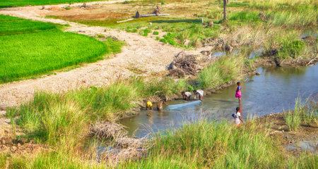 Children fishing with nets in channel at edge of rice fields, malnutritionのeditorial素材