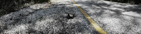 Car against nature. Mutilated corpse of Greek turtle after hitting car on side of road. Unsightly death and cadaveric fliesの写真素材