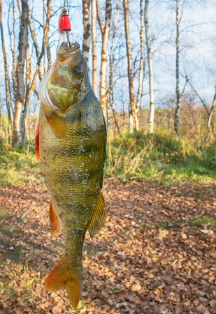 Autumn fishing. Just out of water large perchの写真素材