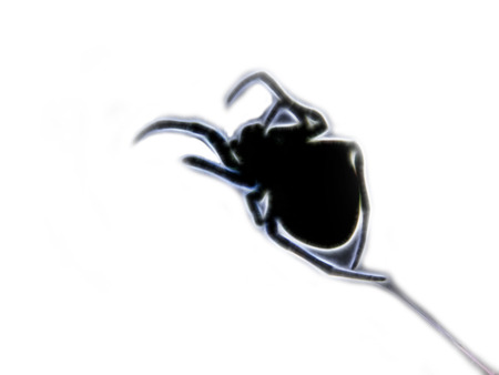 Spider. A silhouette of a spider on a webの写真素材