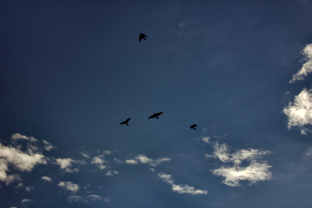 ravens in sky autumn grey gloomy mood. black birds in dark cloudsの写真素材