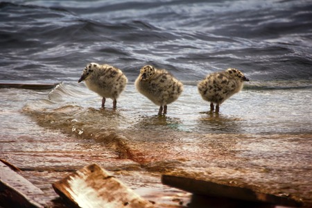 Fluffy Chicks of gulls at age of one week on lake (old boat dock)の写真素材