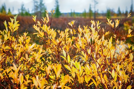 Indian summer. Willow shrubs with yellow leaves, still forest and light mist, sun turned forest...