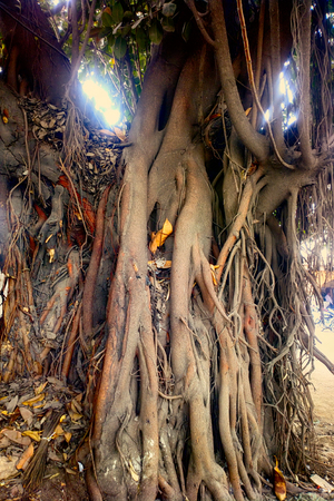 Large ficus. Sacred Banyan tree in India (animism)の写真素材