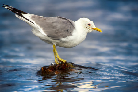 Common gull (Larus canus, adult) bathed, wash head on rotten mossy stumpの写真素材