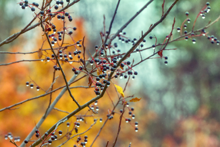 Lachrymose sentimental autumn (romantic tune). Bird cherry berries with raindrops on background of yellow autumn forestの写真素材