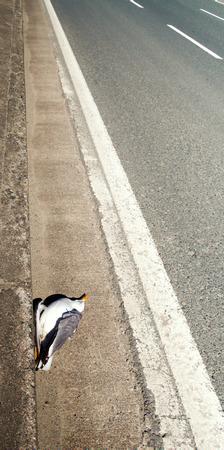 Destruction of nature, killing animals. Car vs birds. Seagull hit by car and lies on edge of highway. Animal protection, animal welfareの写真素材