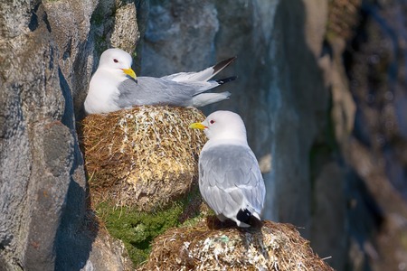 One of northernmost colonies of sea birds on Franz Josef Land near North Pole. Plot rookery, nests of Kittiwakesの写真素材
