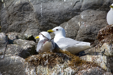One of northernmost colonies of sea birds on Franz Josef Land near North Pole. Plot rookery, nests of Kittiwakes, couple of gulls on nest, United family, feather one's nestの写真素材