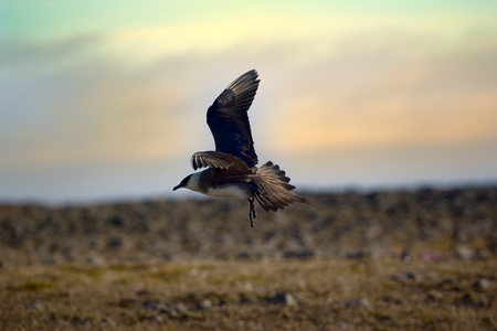 Arctic skua (Richardsons skua, parasitic jaeger, Stercorarius parasiticus) is real predator and robber for Arctic birds, virtuoso kleptoparasite. Adult light morph. Franz Joseph Landの写真素材