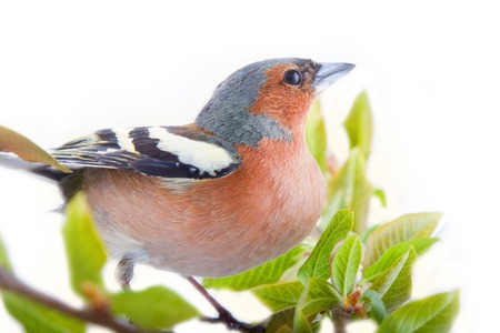 chaffinch (Fringilla coelebs) most common bird of Europe, forest bird, finches, thick beak, granivorous birds - male in bright breeding plumage on white backgroundの写真素材